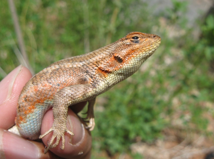 Sagebrush Lizard